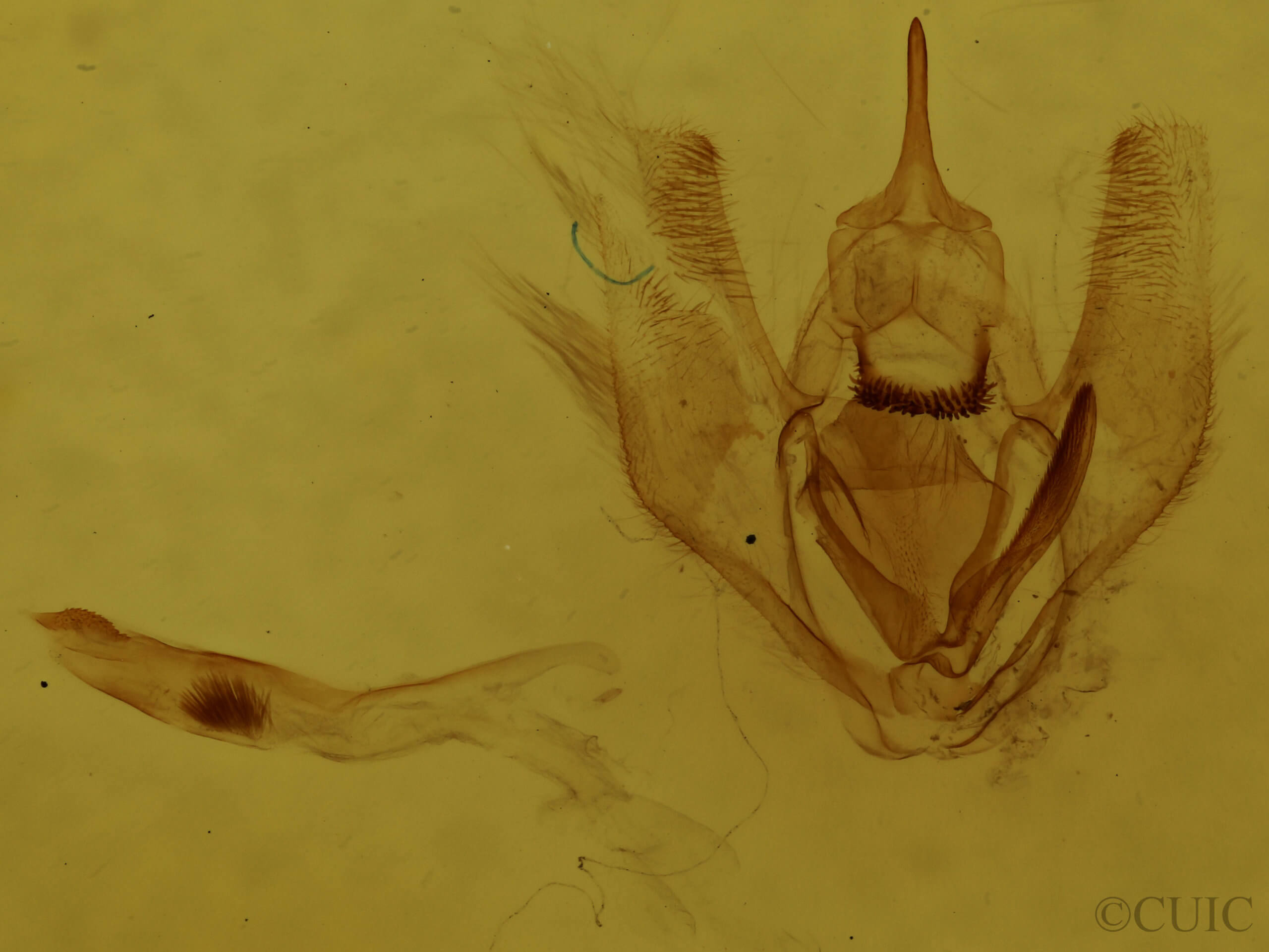 genitalia view of adult Lambdina fervidaria athasaria