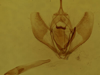 genitalia view of adult Lambdina fervidaria athasaria