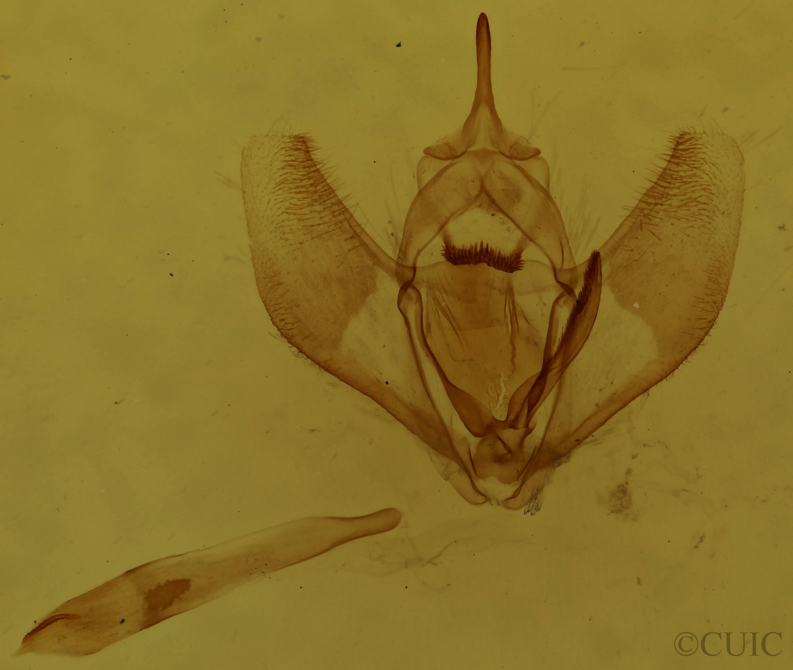 genitalia view of adult Lambdina fervidaria athasaria