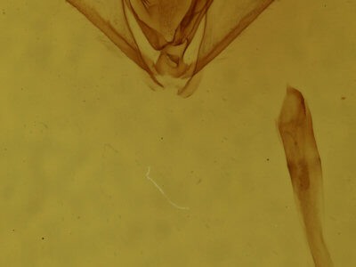 genitalia view of adult Lambdina fervidaria athasaria