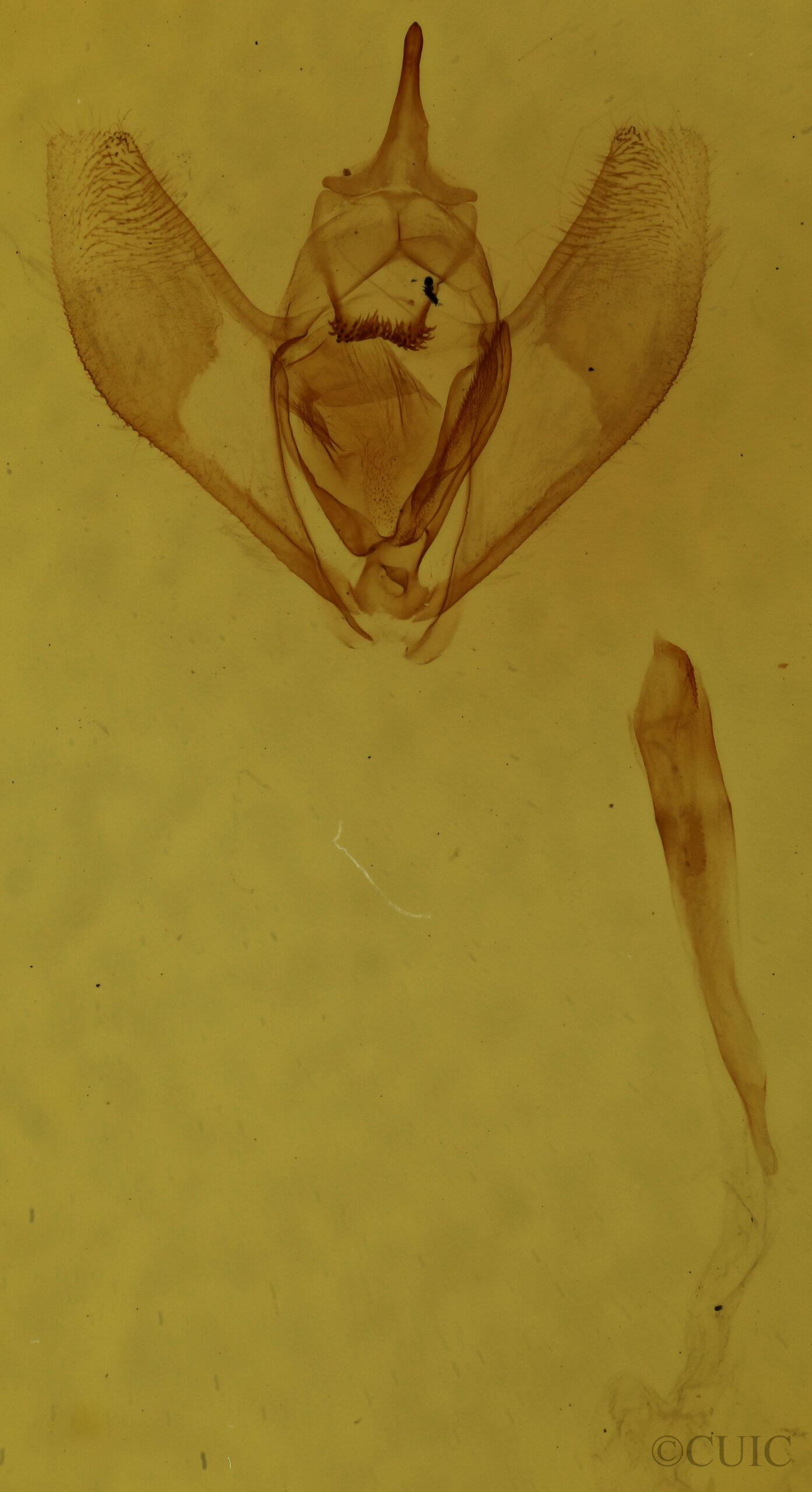 genitalia view of adult Lambdina fervidaria athasaria