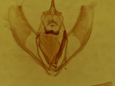 genitalia view of adult Lambdina fervidaria athasaria