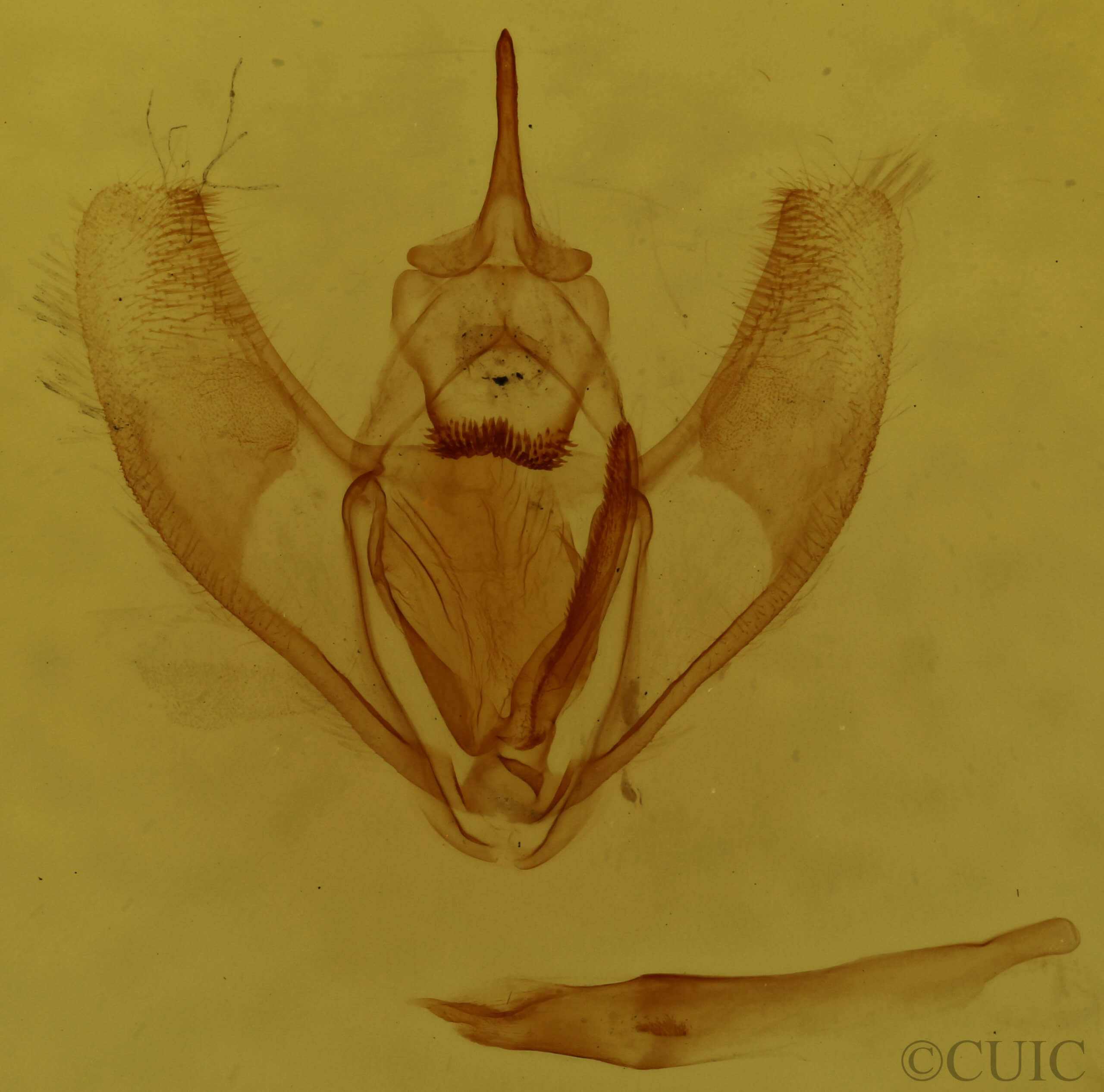 genitalia view of adult Lambdina fervidaria athasaria