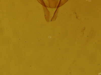 genitalia view of adult Lambdina vitraria