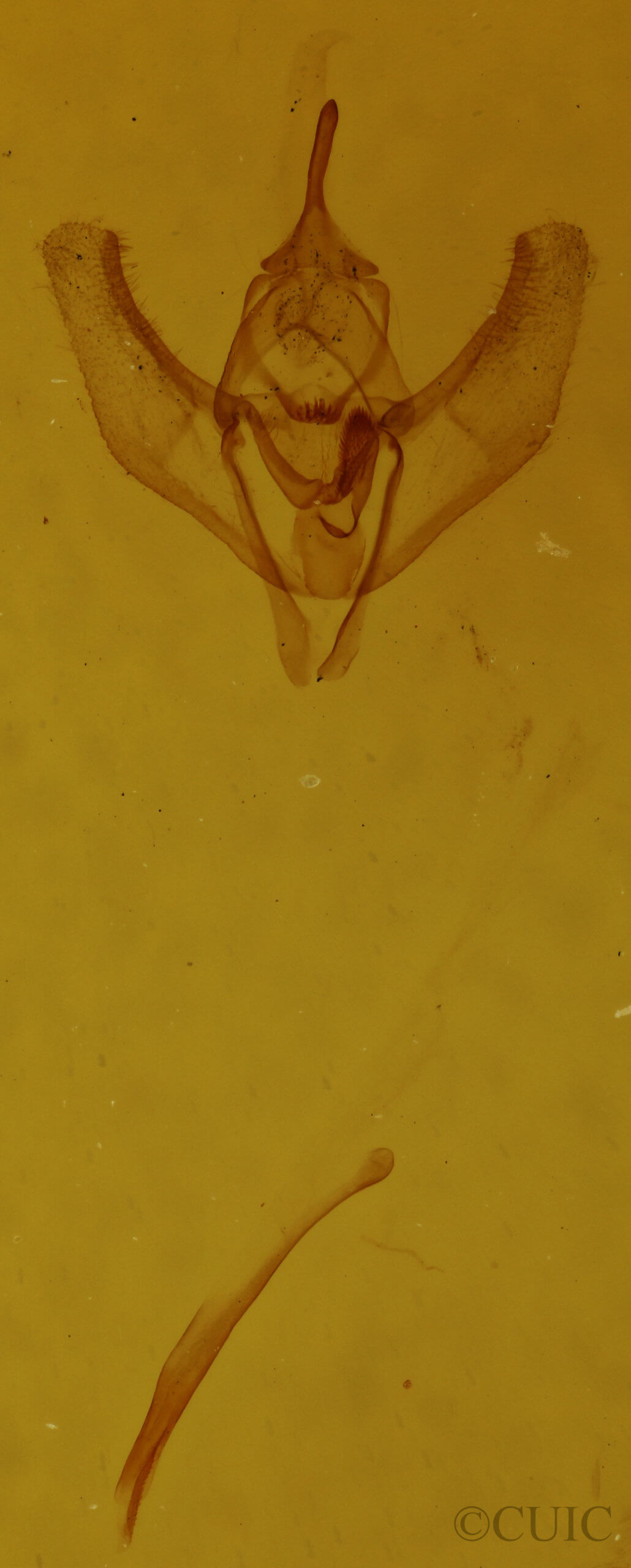 genitalia view of adult Lambdina vitraria