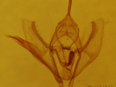 genitalia view of adult Lambdina vitraria