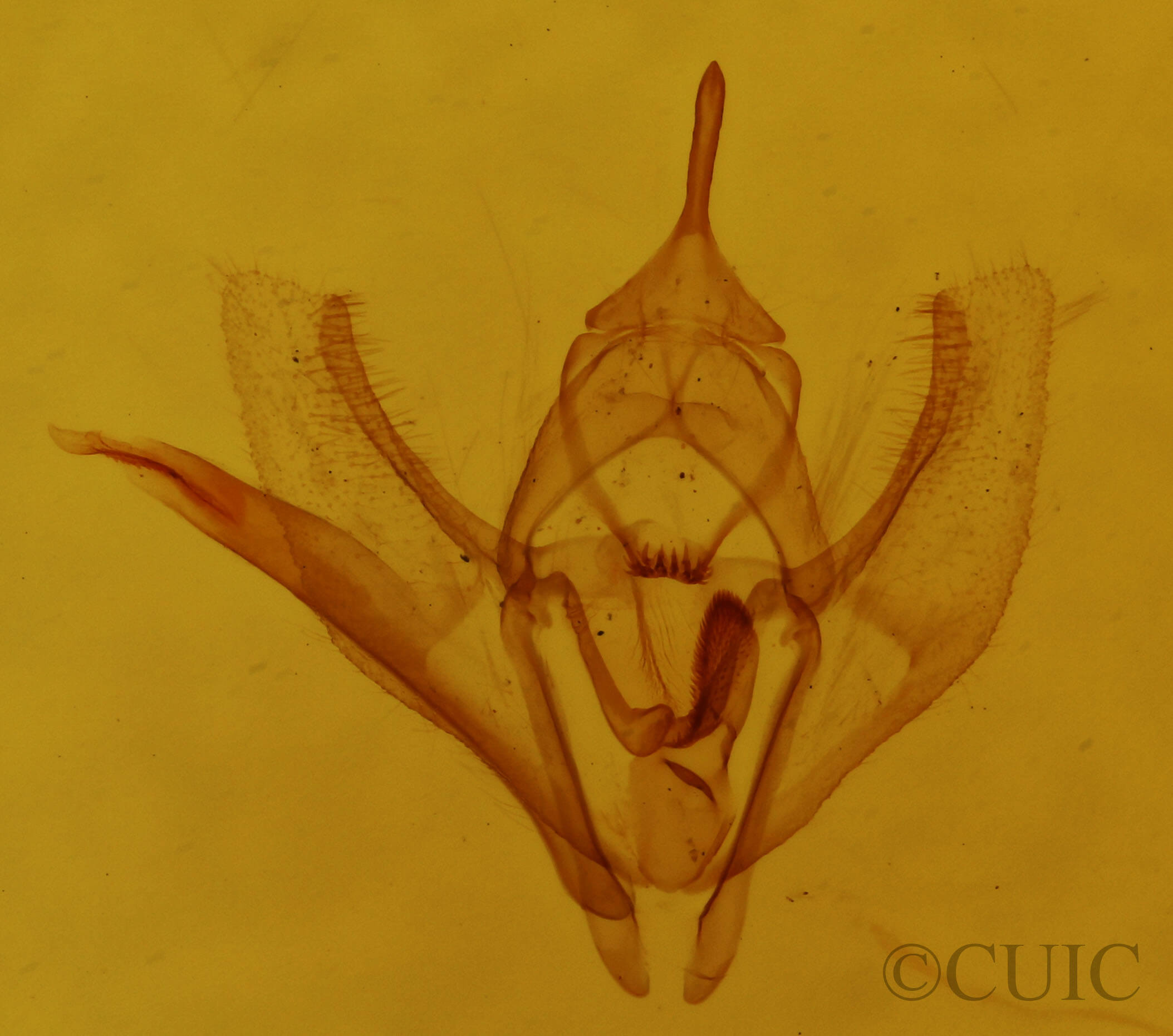 genitalia view of adult Lambdina vitraria