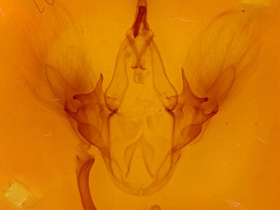 genitalia view of adult Leistera pulchristrigata