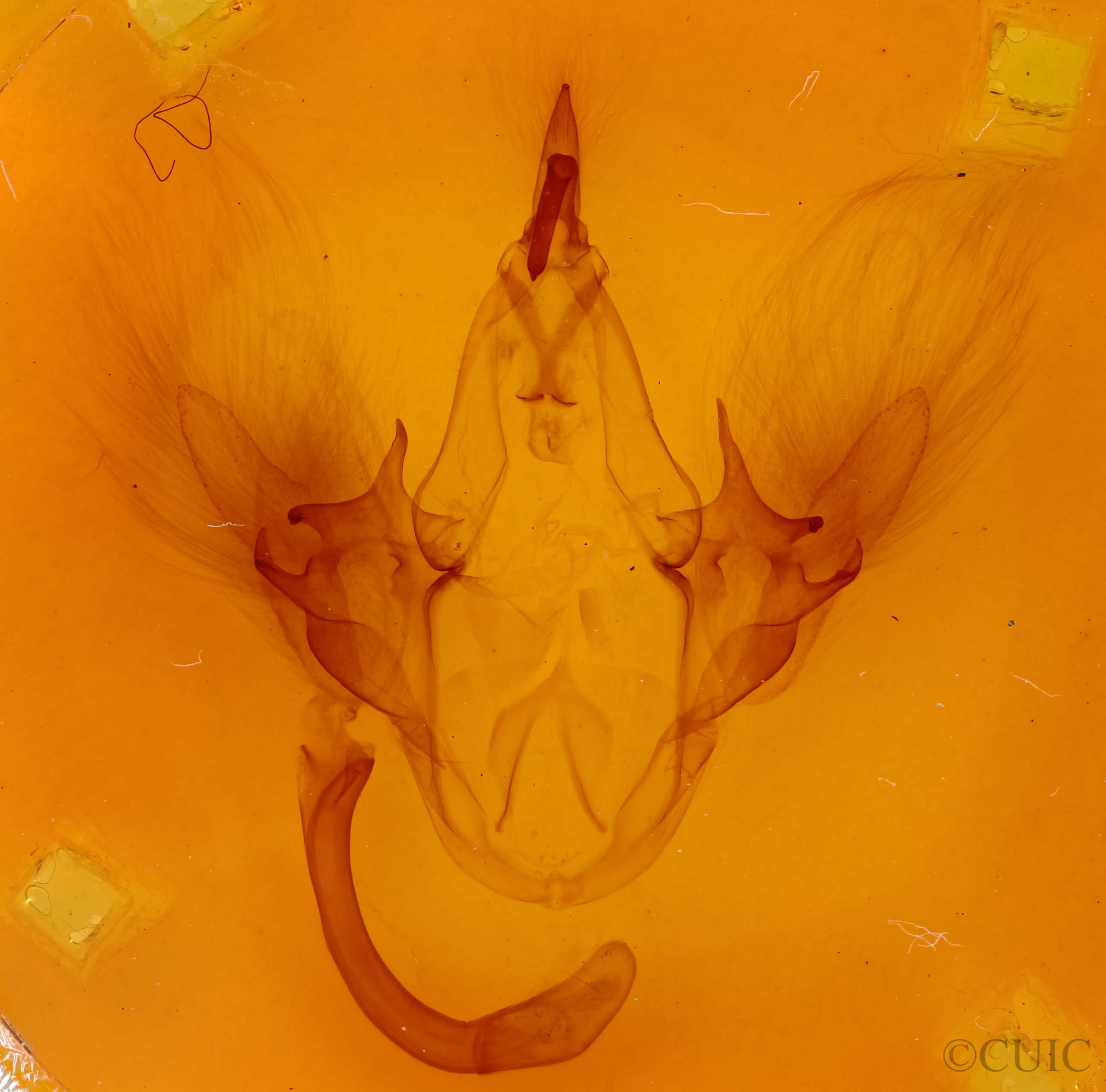 genitalia view of adult Leistera pulchristrigata