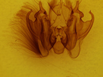 genitalia view of adult Leucania