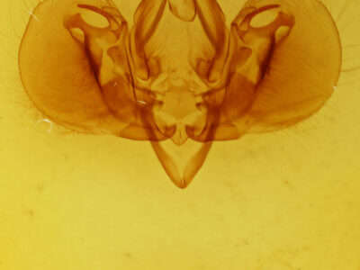 genitalia view of adult Leucania celebensis