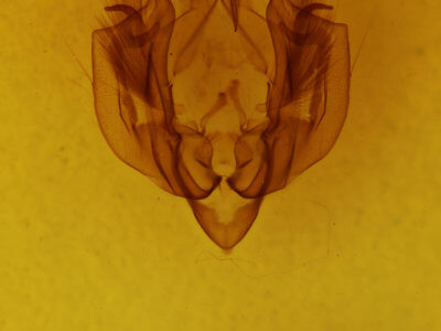genitalia view of adult Leucania formosana