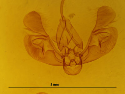 genitalia view of adult Leucania irregularis