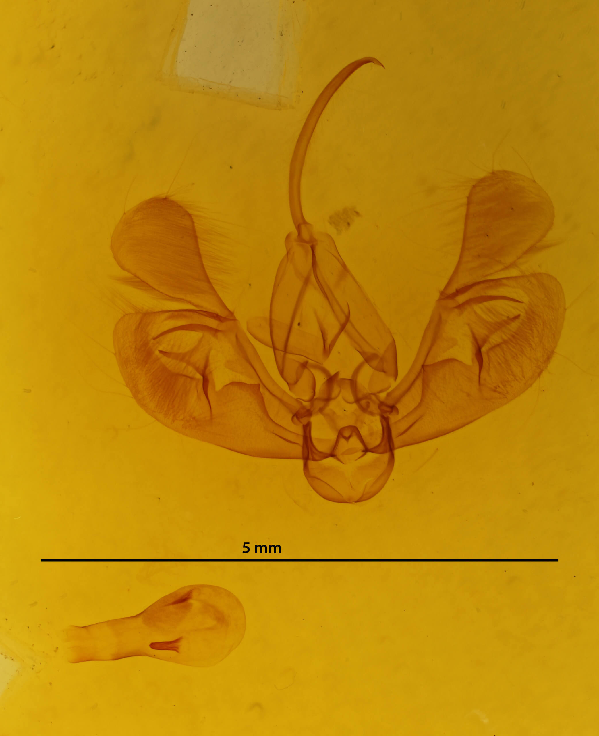 genitalia view of adult Leucania irregularis
