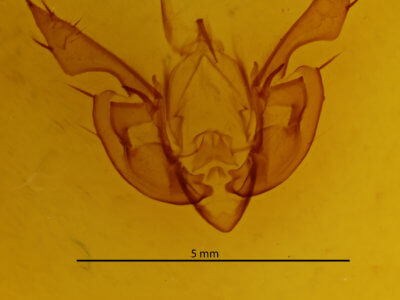 genitalia view of adult Leucania leucospila