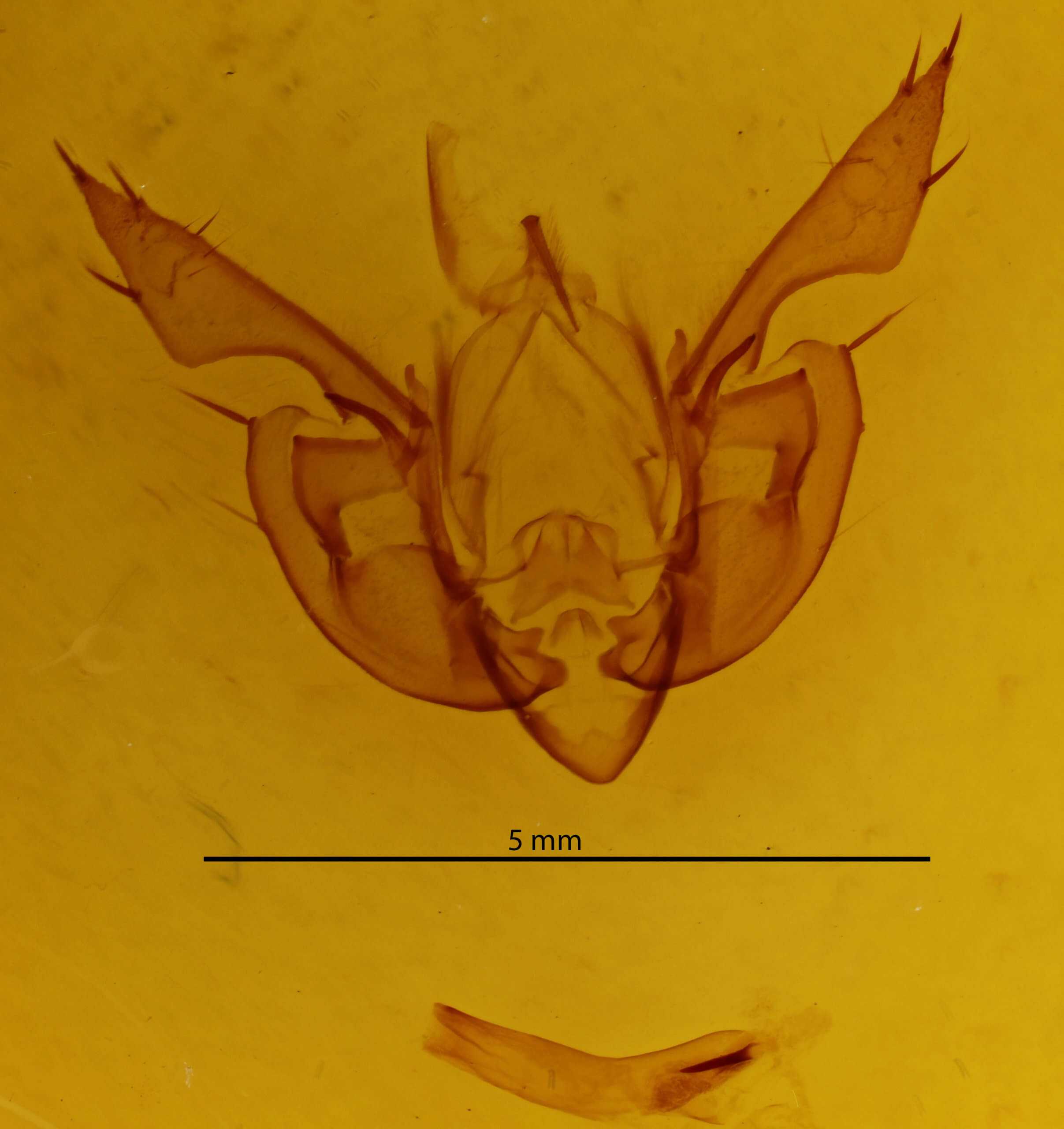 genitalia view of adult Leucania leucospila