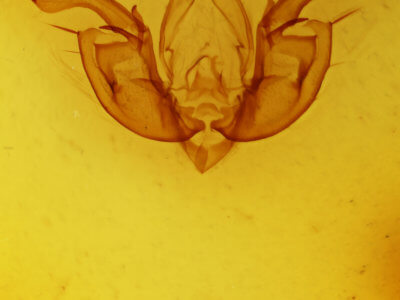 genitalia view of adult Leucania leucospila