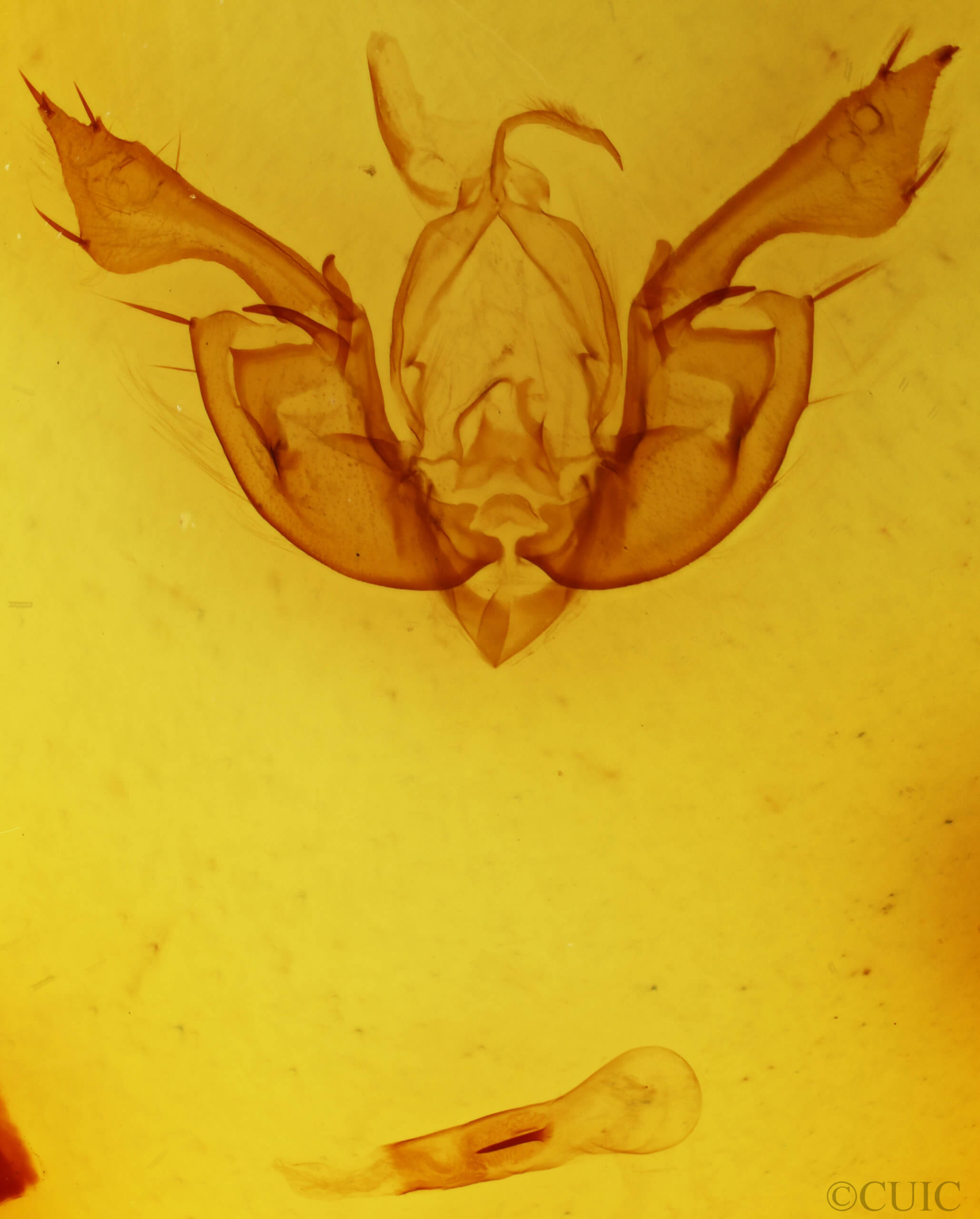 genitalia view of adult Leucania leucospila