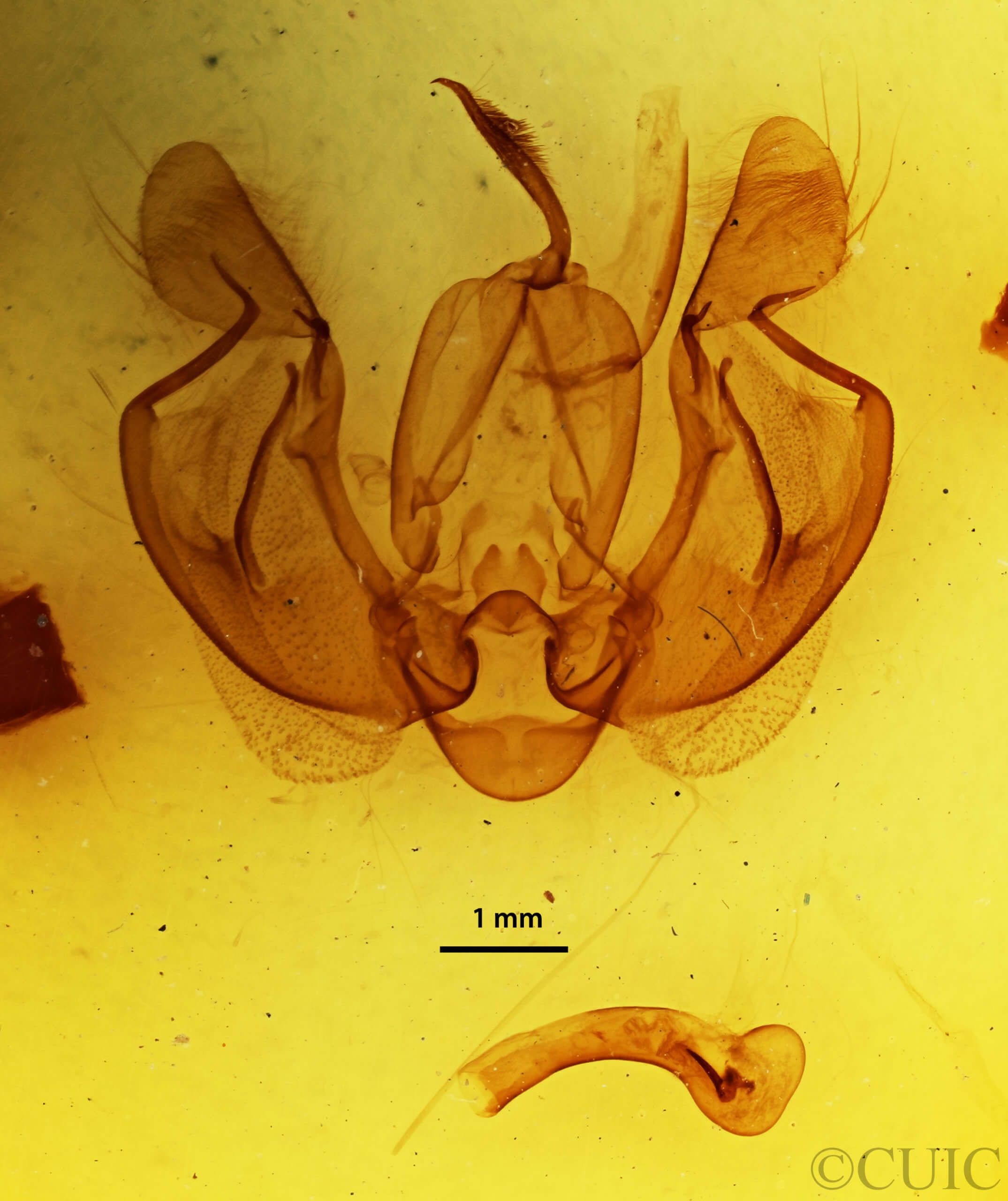 genitalia view of adult Leucania loreyi