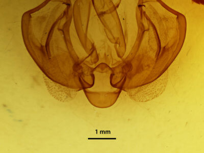 genitalia view of adult Leucania loreyi