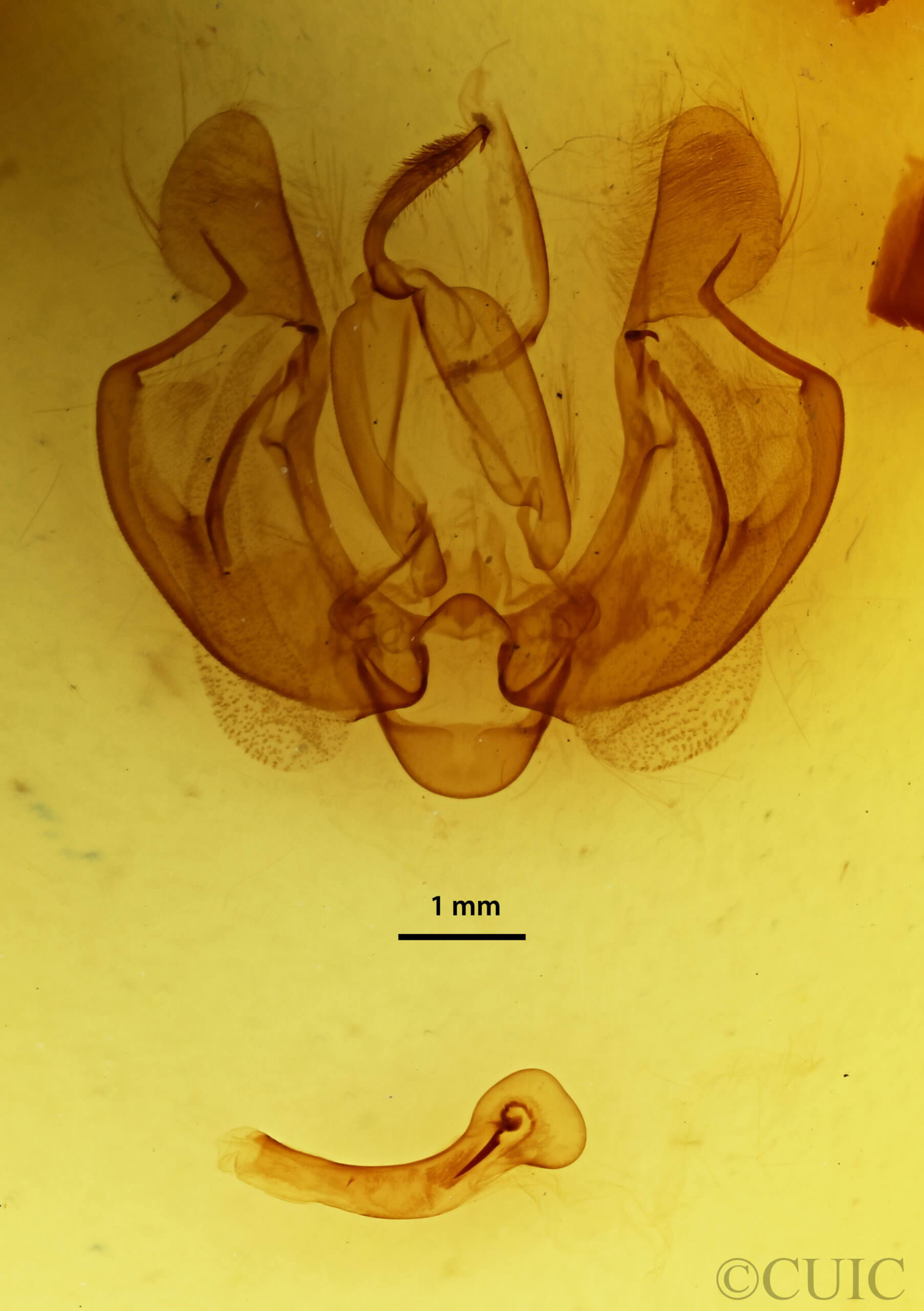 genitalia view of adult Leucania loreyi