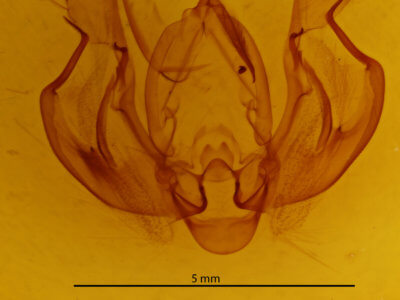 genitalia view of adult Leucania loreyi