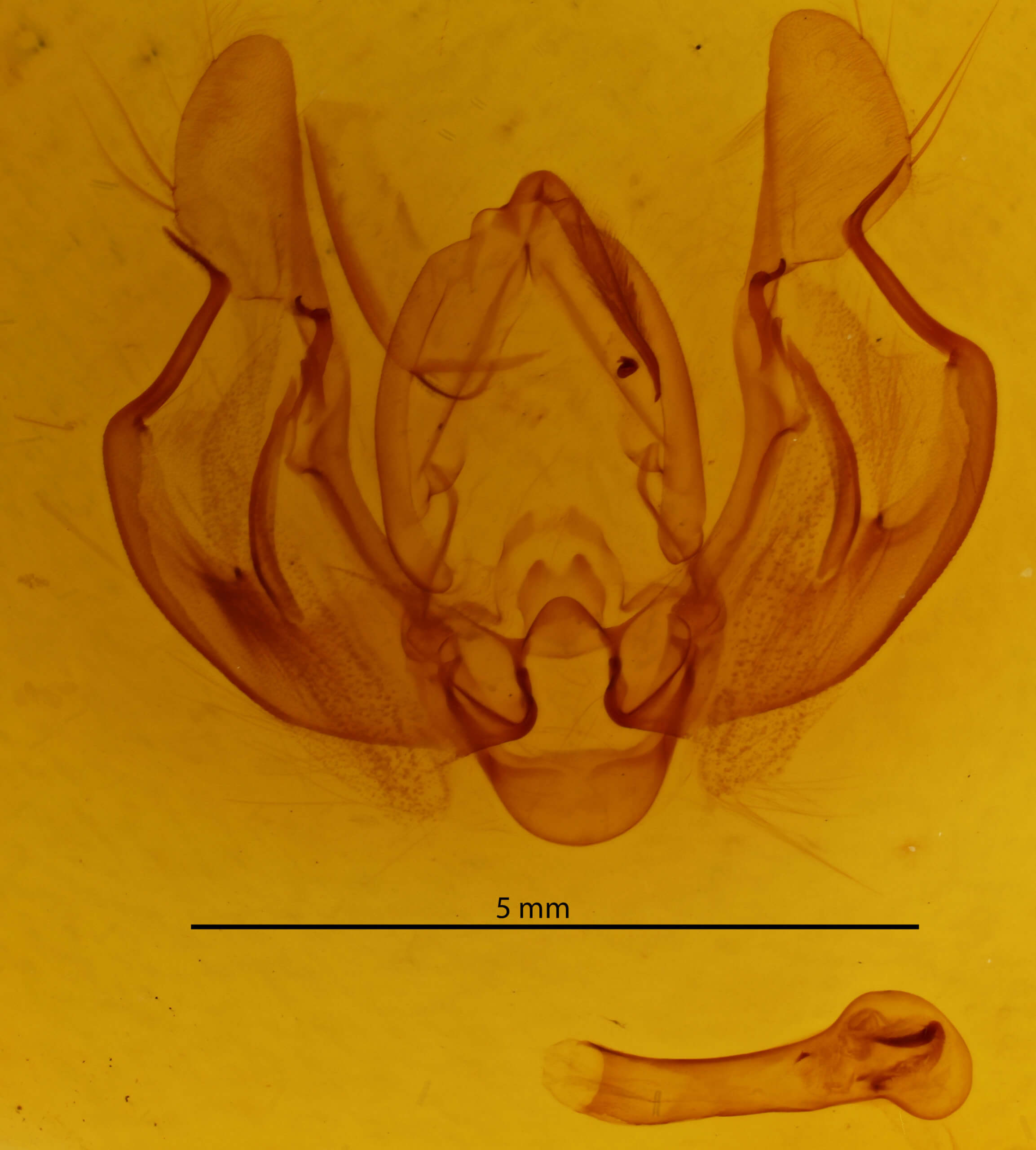 genitalia view of adult Leucania loreyi