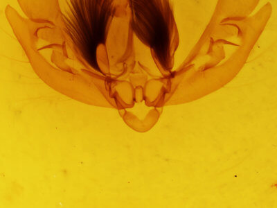 genitalia view of adult Leucania yu