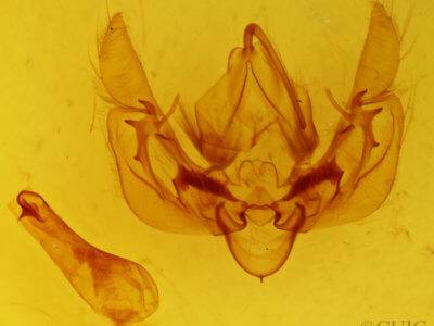 genitalia view of adult Leucania roselinea