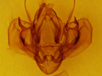 genitalia view of adult Leucania simillima