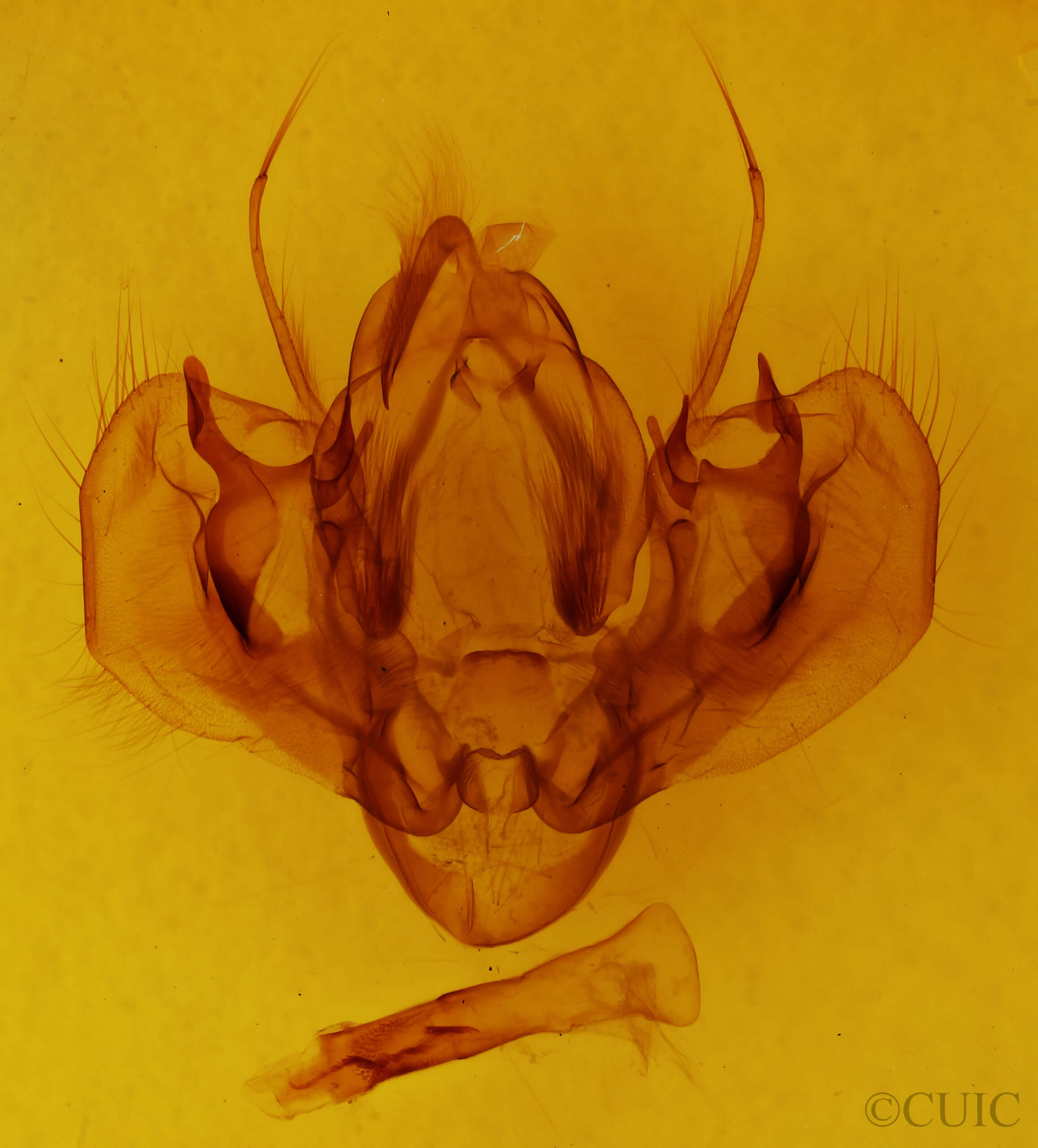 genitalia view of adult Leucania simillima