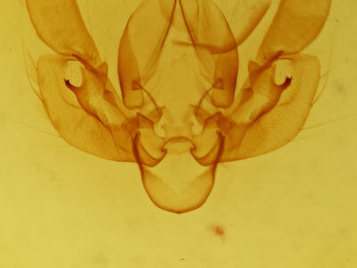 genitalia view of adult Leucania venalba