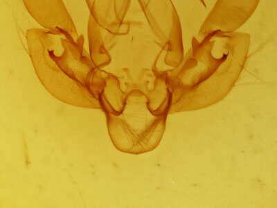 genitalia view of adult Leucania venalba