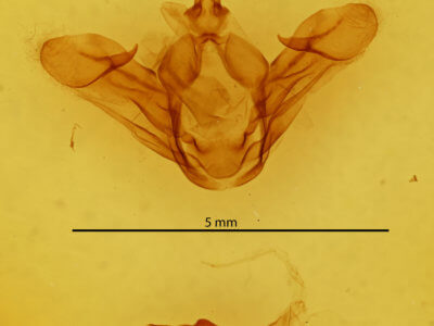 genitalia view of adult Leucodonta bicoloria
