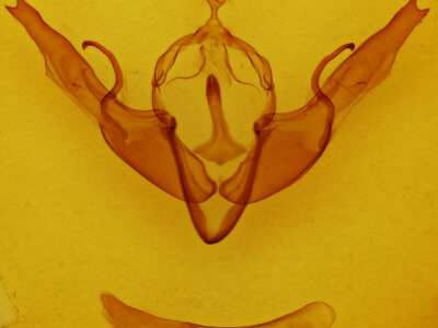 genitalia view of adult Lithophane georgii