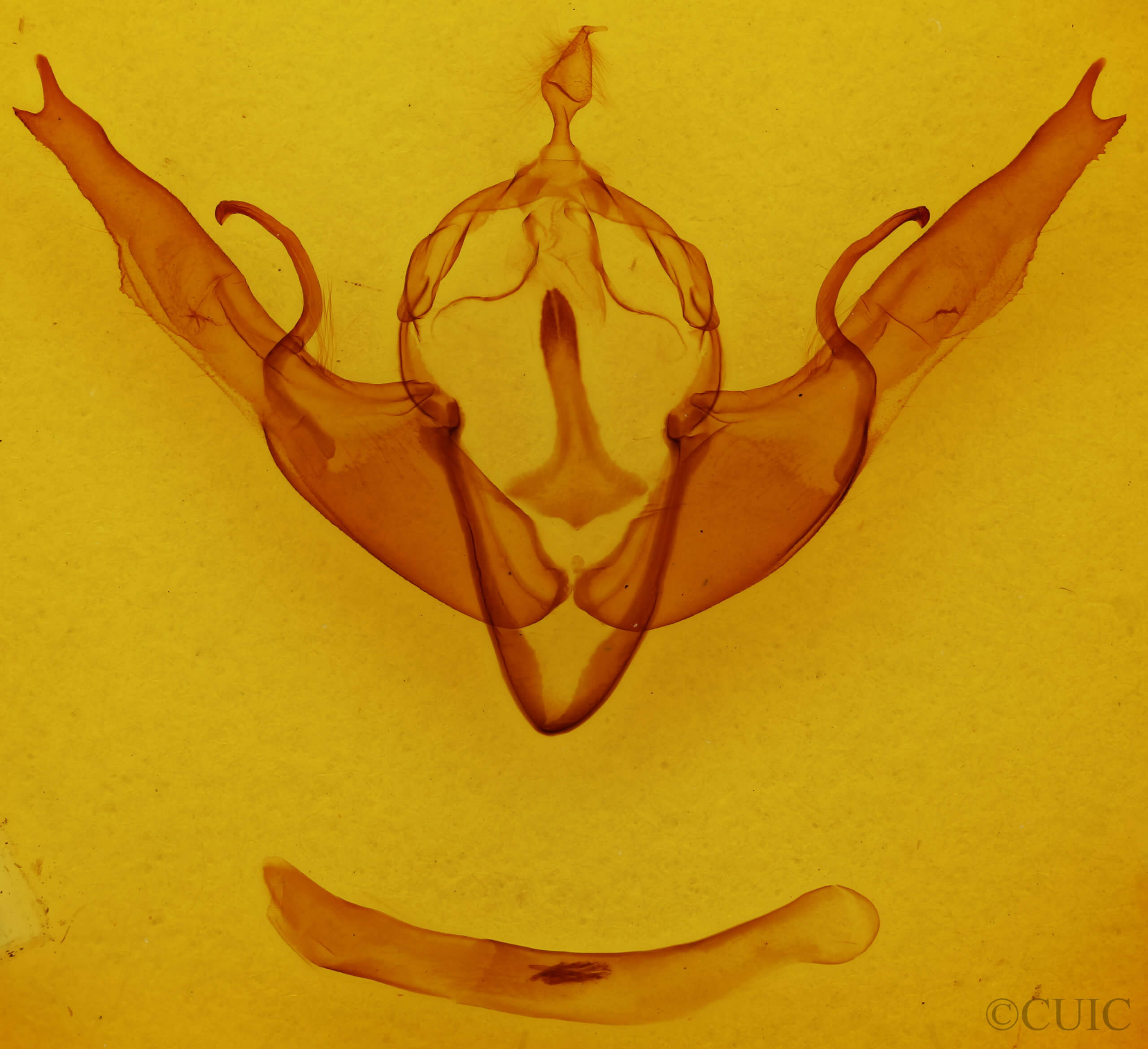 genitalia view of adult Lithophane georgii