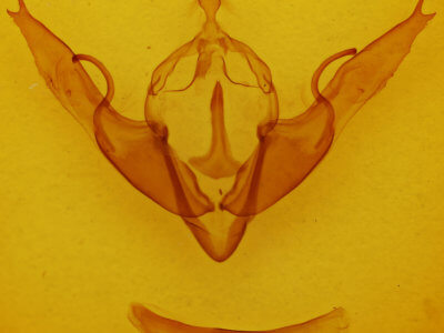 genitalia view of adult Lithophane georgii