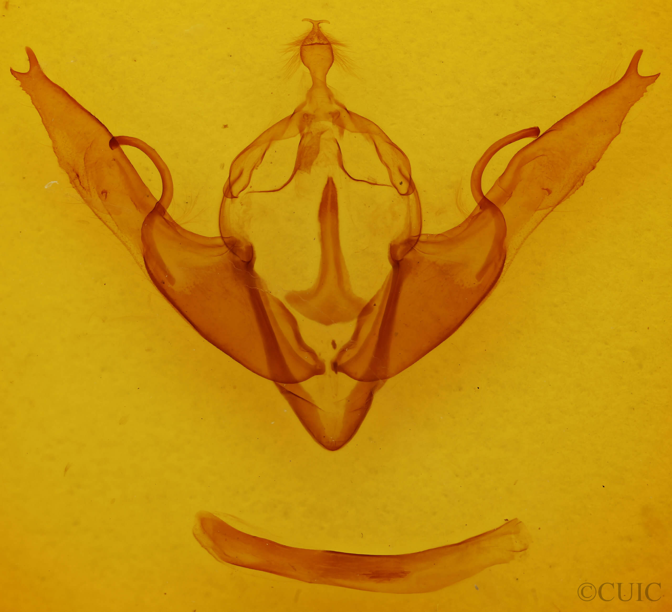 genitalia view of adult Lithophane georgii
