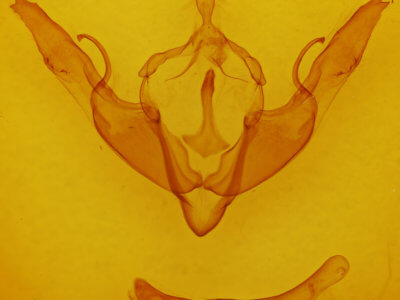 genitalia view of adult Lithophane georgii