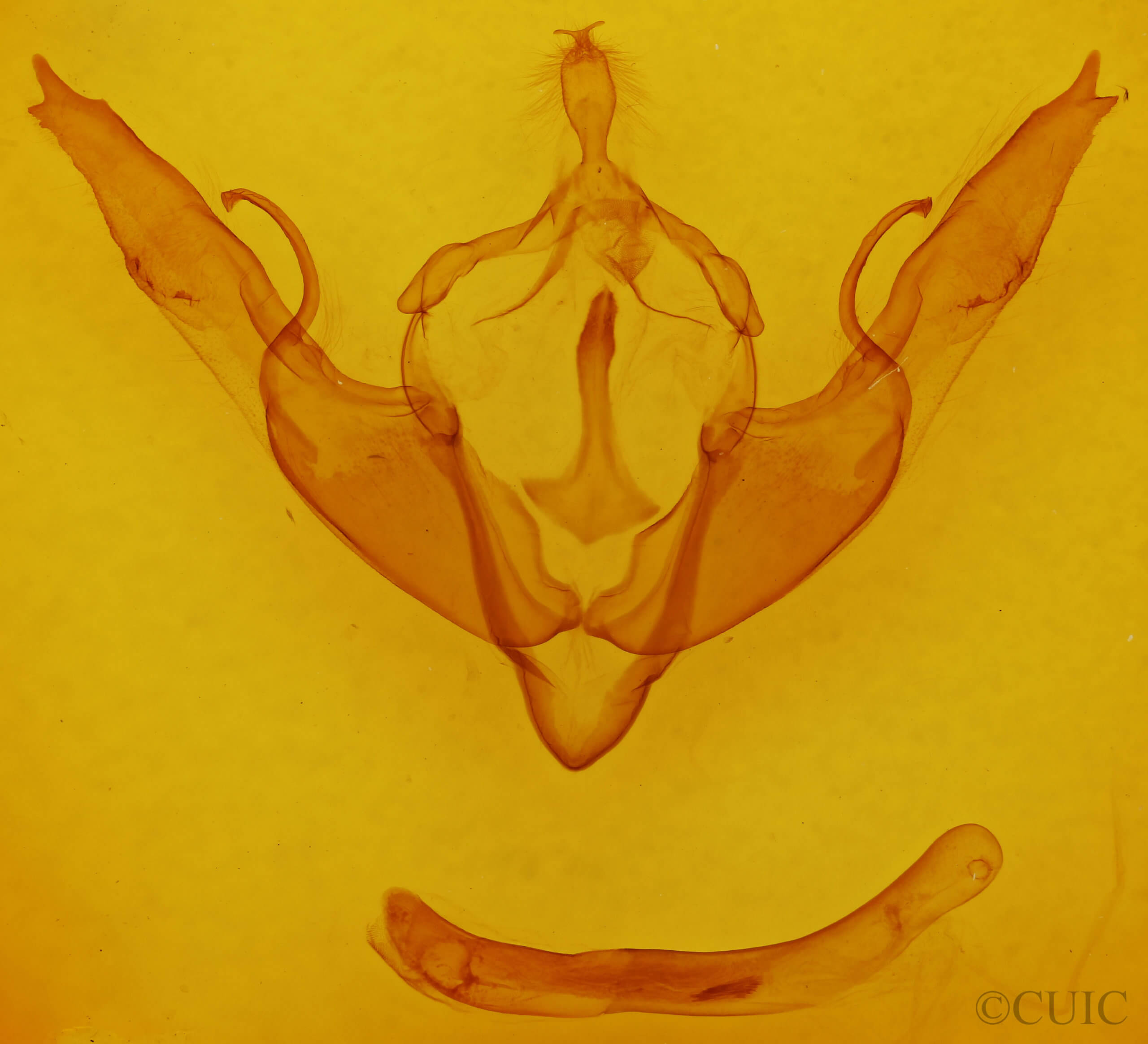 genitalia view of adult Lithophane georgii