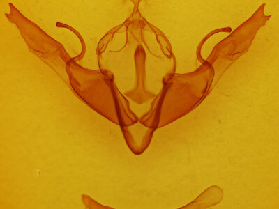 genitalia view of adult Lithophane georgii