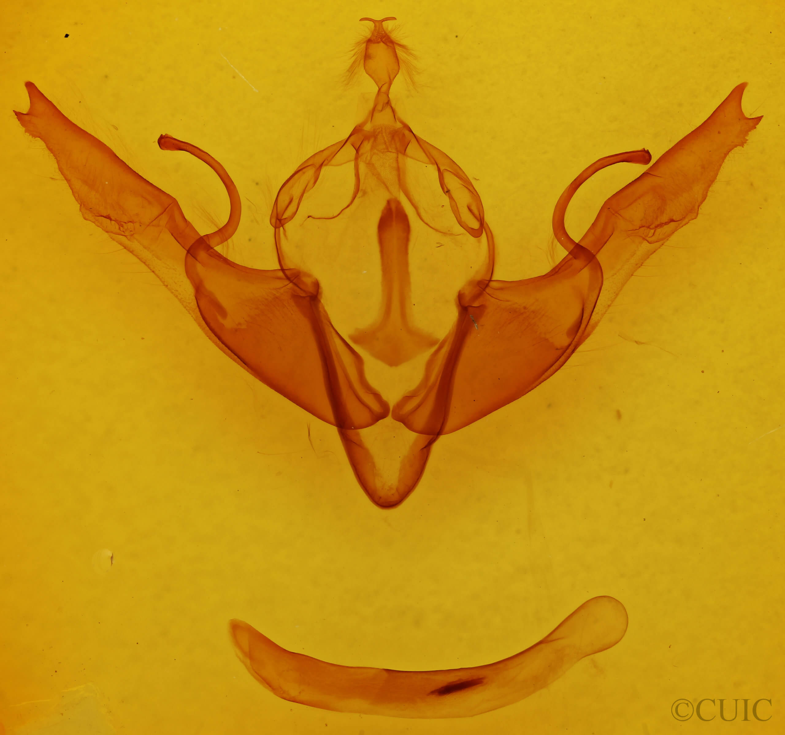 genitalia view of adult Lithophane georgii