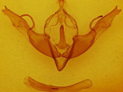 genitalia view of adult Lithophane georgii