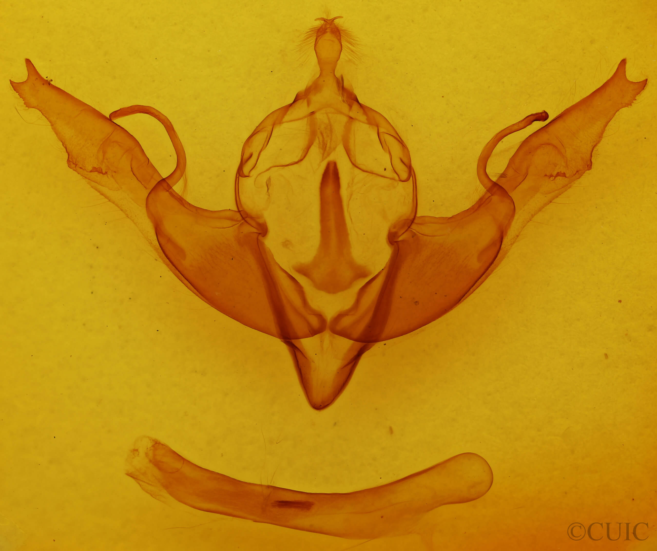 genitalia view of adult Lithophane georgii