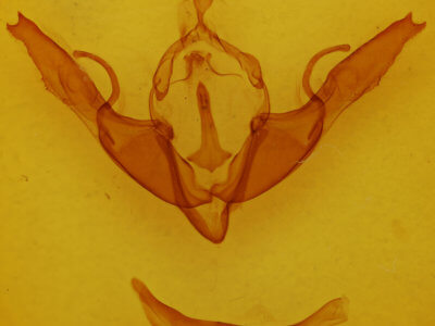 genitalia view of adult Lithophane georgii