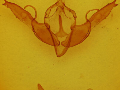 genitalia view of adult Lithophane georgii