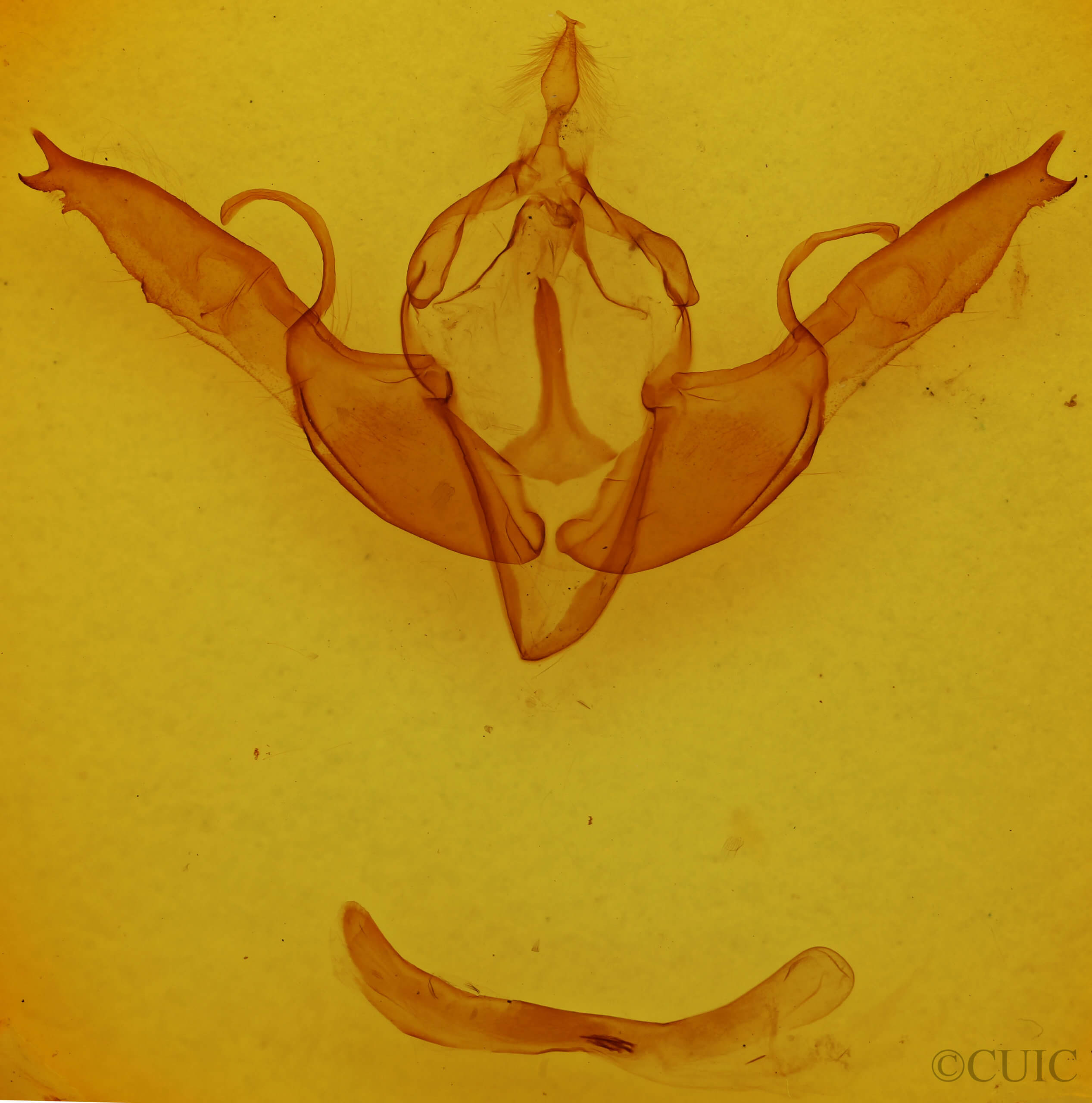 genitalia view of adult Lithophane georgii