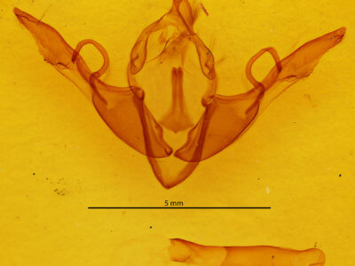 genitalia view of adult Lithophane grotei