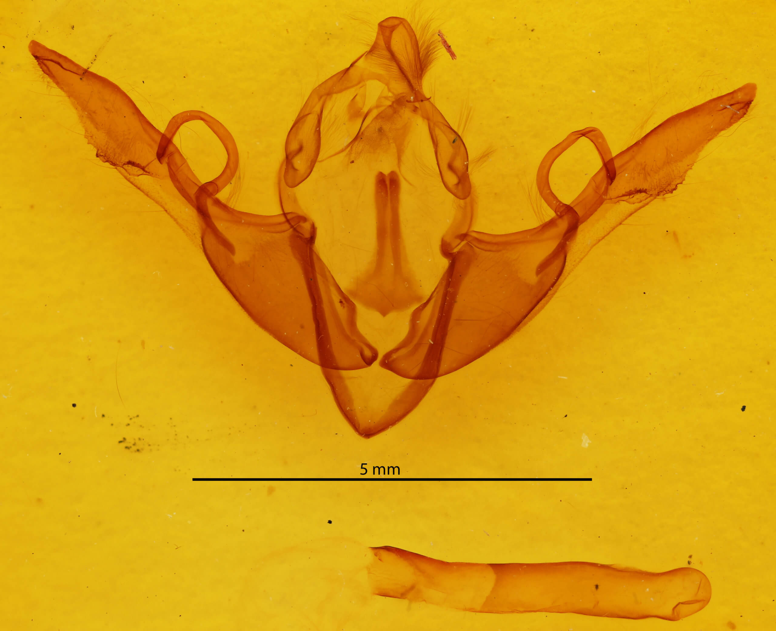 genitalia view of adult Lithophane grotei