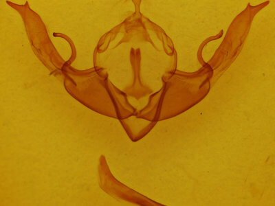 genitalia view of adult Lithophane pertorrida